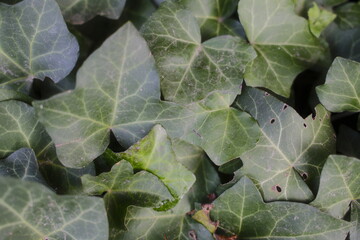 Green leaves layered, veined, with small holes.