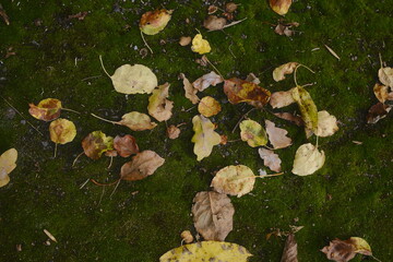 Yellow leaves on green moss in forest.