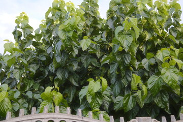 Dense green leaves cover the Mulberry tree. Fence visible in the foreground.