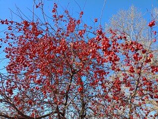 red maple tree