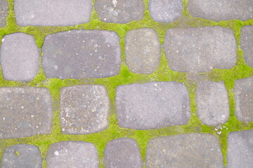 Grey pavers are separated by thin lines of bright green moss.
