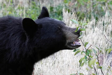 Black Bear