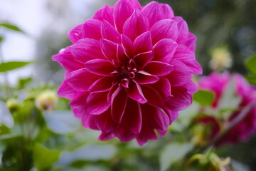 Magenta Dahlia flower blooms, surrounded by green leaves, in natural light.