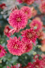 Obraz premium Close-up shows blooming pink chrysanthemums with a background of green foliage.