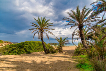 Fototapeta premium The palm forest of Vai in Crete, Greece