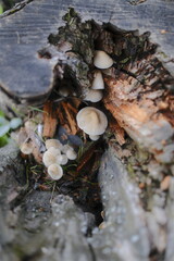 Mushrooms cluster within a tree stump's hollow, nestled among decomposing wood.