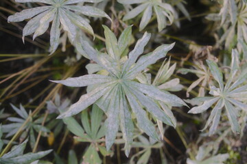 Close-up view of Lupinus Polyphyllus plant showing pale green leaves.