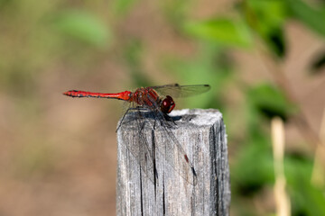Close-up of a red dragonfly perched on a wooden post in natural sunlight. Macro image of a vibrant insect with delicate wings and detailed texture. Concept of nature, wildlife, and summer.