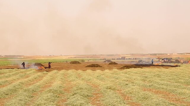 Syrian farmers harvest and roast green wheat (freekeh) in Aleppo Syria. This ancient agricultural practice shows rural life, tradition and cultural heritage in the Middle East countryside. Documentary