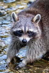 Close-up of a raccoon standing in shallow water and looking directly at the camera. Detailed wildlife photo showing fur texture and natural expression. Concept of curiosity, wildlife, and nature.