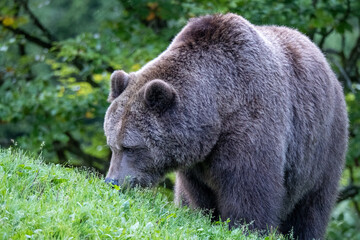 Brown bear walking through green grass in a forest. Wildlife photo capturing the power and calm presence of a large wild animal in its natural habitat. Concept of nature, strength, and wilderness.