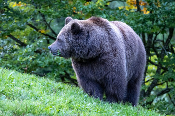 Side view of a brown bear standing on green grass and looking into the distance. Wildlife image...