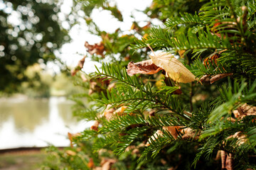Evergreen tree branches holding dried autumn leaves