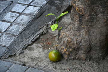 A fallen orange lies beside a tree trunk with a small green sprout growing by the sidewalk in...