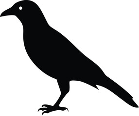 Obraz premium silhouette of a pigeon