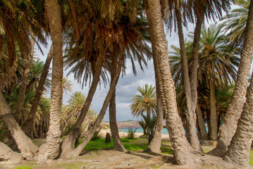 Fototapeta premium Serene tropical beach with palm trees with sea view