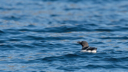 A Razorbill (Alca Torda) Swims On The Sea