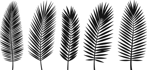 Palm leaf silhouette vector illustration, tropical botanical artwork, exotic foliage design, summer nature decoration graphic, jungle plant element, cad drawing flat vector illustration
