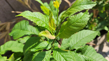 green leaves on a branch