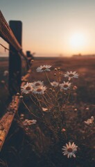 A cluster of delicate white daisies blooms near a rustic wooden fence at sunrise, bathed in warm golden light.