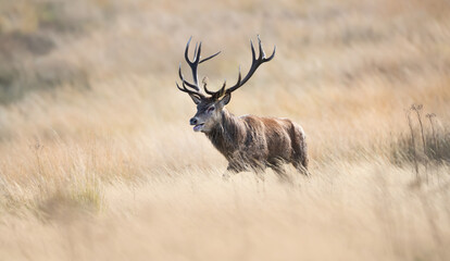 Majestic red deer stag with large antlers walking in autumn meadow