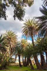 Fototapeta premium Serene tropical beach with palm trees with sea view