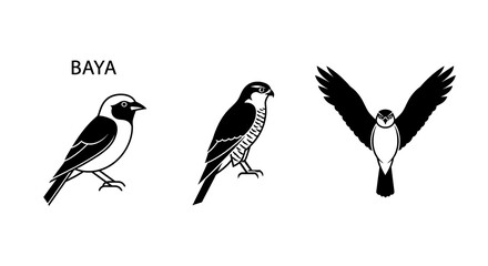 Obraz premium Three distinct bird illustrations showcasing different poses and species, with one in flight