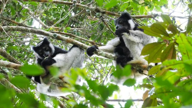indris sitting in tree, eating wild fruits  516