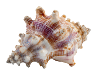 Collecting unique shells on the beach nature bright light isolated on transparent background