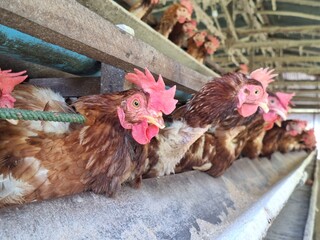 Brown Chickens in Modern Poultry Farm Cage System for Egg Production and Agriculture Industry