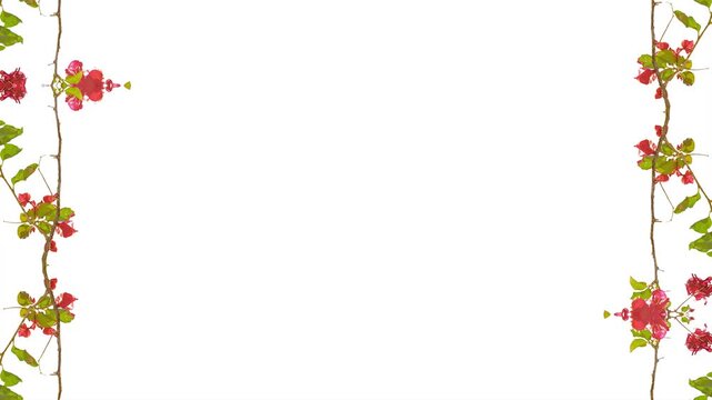 White wide blank frame with 2d seamless looped animated roses motif floral borders