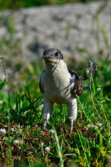 Great spotted cuckoo // Häherkuckuck (Clamator glandarius) 