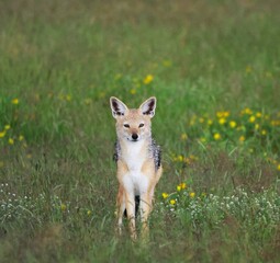 Chacal dans un champs de fleur