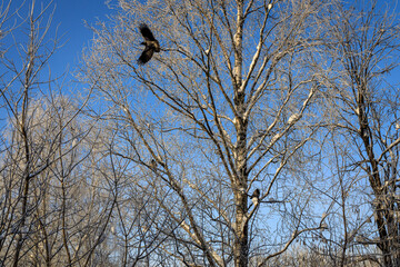 Crows Flying and Perched on Snow-Covered Birch Trees Against a Clear Blue Winter Sky, Capturing Wildlife in a Frosty Forest Landscape at Daylight