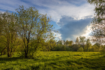 Sunlit spring meadow with vibrant green grass, dandelions, and leafy trees under a dramatic blue sky with clouds — perfect for nature, peace, renewal, and outdoor lifestyle themes.