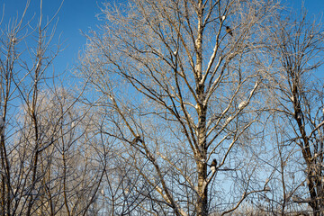 Frost-kissed birch trees stand tall against a brilliant blue winter sky, their snow-laden branches dotted with perched crows, creating a serene and picturesque scene of nature's quiet beauty.