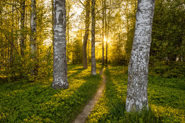 Sunset through birch trees in a serene spring forest — golden light illuminates a winding dirt path surrounded by lush greenery, perfect for nature, peace, and adventure themes.