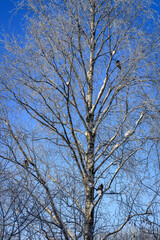 A majestic, frost-covered birch tree stands against a vibrant blue winter sky, its snow-dusted branches hosting several crows, capturing the serene beauty and quiet life of a cold, sunny day.
