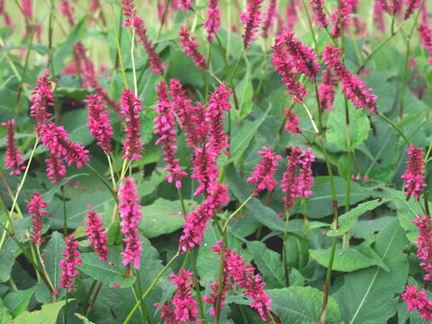 Closeup of red bistort flowering in a garden
