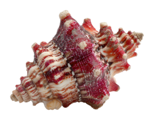 Collecting seashells on the beach coastal environment nature isolated on transparent background