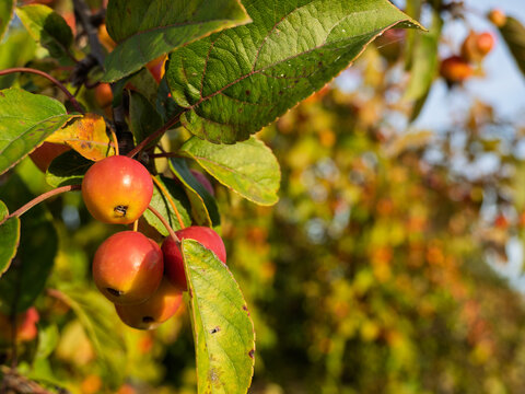 Cluster of Crabapples Amid Foliage