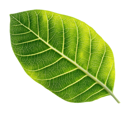Captivating green leaf nature scene organic environment isolated on transparent background