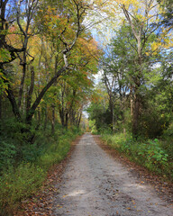 Forest road surrounded by trees with vibrant yellow and orange leaves on an early autumn day