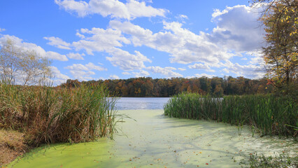 Trees and reeds on the shore of Stanfield Lake in early autumn with clouds in a blue sky