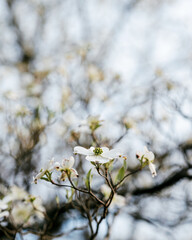 White Dogwood Flowers in Springtime, Bright and Pretty for Flowers Spring Brochures, Hospitals, Universities, etc.