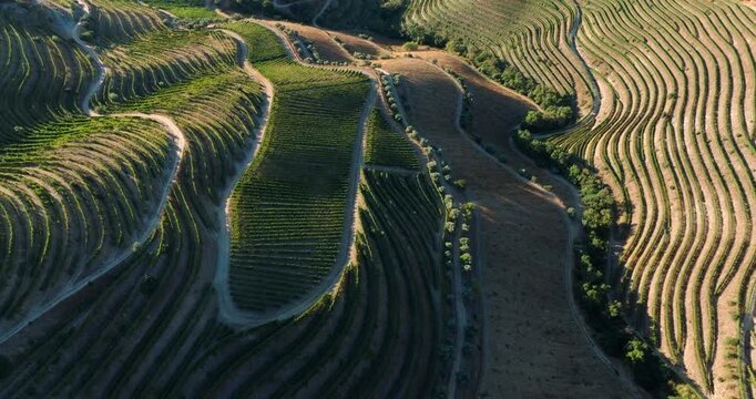 Aerial shot of terraced vineyards in the Douro Valley in Portugal. Flying over vineyards at sunset.