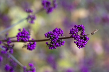 Obraz premium purple berries of callicarapa americana beautyberry