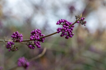 purple berries of callicarapa americana beautyberry