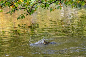 trout fish looking for food in The River Test Hampshire England