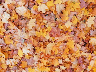 Natural background, fallen yellow maple leaves